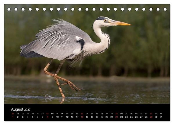 Produktbild: Reiher - Der Tanz auf dem Wasser (Tischkalender 2027 DIN A5 quer), CALVENDO Monatskalender