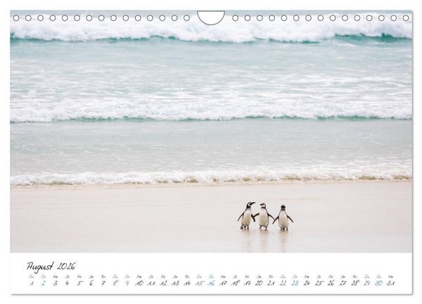 Produktbild: Tierisches von den Falklandinseln (Wandkalender 2026 DIN A4 quer), CALVENDO Monatskalender