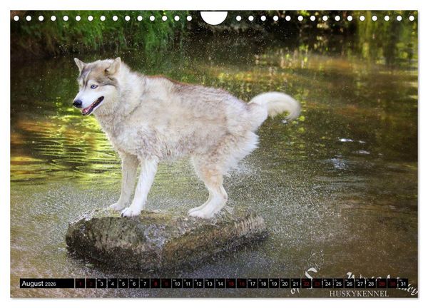 Produktbild: Faszination Husky (Wandkalender 2026 DIN A4 quer), CALVENDO Monatskalender
