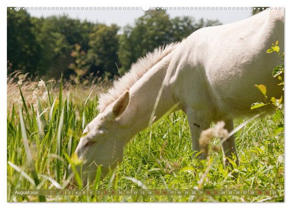 Produktbild: Wei&szlig;e Esel - M&auml;rchenhafte Langohren (hochwertiger Premium Wandkalender 2026 DIN A2 quer), Kunstdruck in Hochglanz