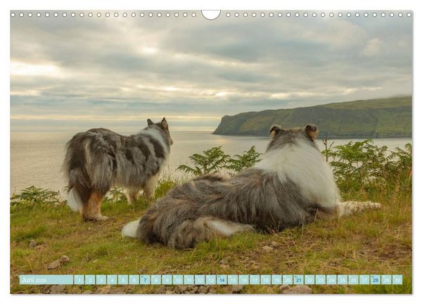 Produktbild: Highland-Collies - Auf vier Pfoten durch Schottland und Irland (Wandkalender 2026 DIN A3 quer), CALVENDO Monatskalender