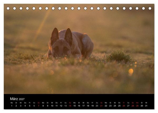 Produktbild: Belgische Sch&auml;ferhunde - Der Malinois im Licht (Tischkalender 2027 DIN A5 quer), CALVENDO Monatskalender
