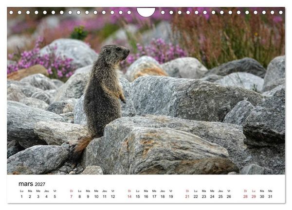 Produktbild: Le monde des marmottes en Haute Maurienne (Calendrier mural 2027 DIN A4 vertical), CALVENDO calendrier mensuel