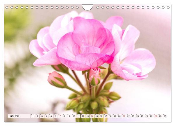 Produktbild: Pelargonien. Die Klassiker unter den Bl&uuml;hwundern (Wandkalender 2026 DIN A4 quer), CALVENDO Monatskalender
