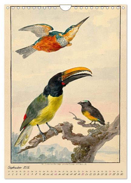 Produktbild: Aert Schouman. V&Ouml;GEL (Wandkalender 2026 DIN A4 hoch), CALVENDO Monatskalender