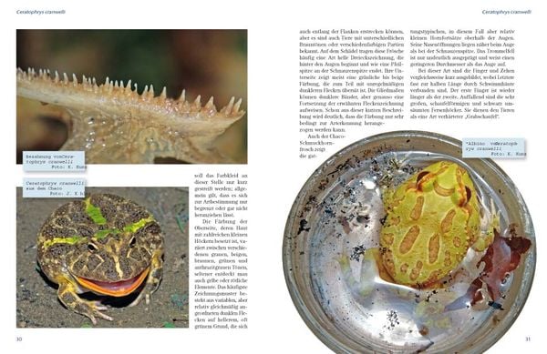 Produktbild: Schmuckhornfr&ouml;sche - Die Gattung Ceratophrys