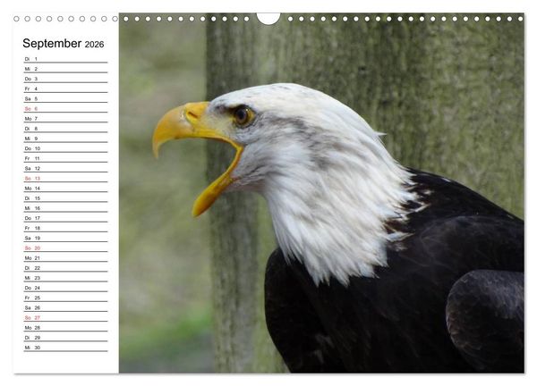 Produktbild: Wei&szlig;kopfseeadler. Symbol der Freiheit (Wandkalender 2026 DIN A3 quer), CALVENDO Monatskalender