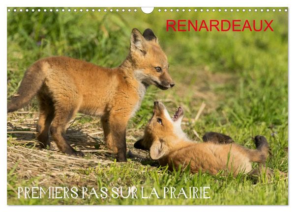 Renardeaux. Premiers pas sur la prairie (Calendrier mural 2026 DIN A3 vertical), CALVENDO calendrier mensuel