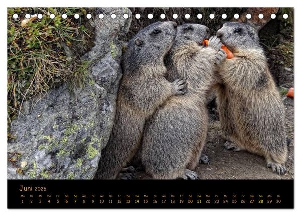Produktbild: Wildlife - Verspielte Murmeltiere (Tischkalender 2026 DIN A5 quer), CALVENDO Monatskalender