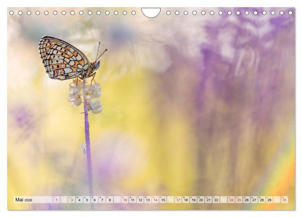 Produktbild: Magie der Schmetterlinge (Wandkalender 2026 DIN A4 quer), CALVENDO Monatskalender
