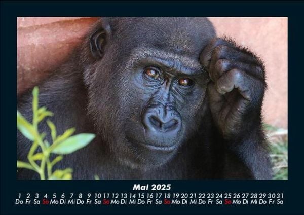 Produktbild: Der Tierkalender 2025 Fotokalender DIN A5