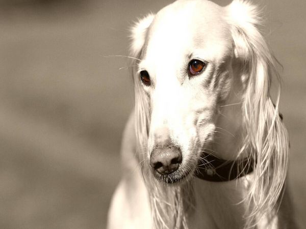 Produktbild: CALVENDO Puzzle Saluki | 1000 Teile Lege-Gr&ouml;&szlig;e 64x48cm Foto-Puzzle f&uuml;r gl&uuml;ckliche Stunden