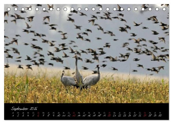 Produktbild: Kraniche - V&ouml;gel des Gl&uuml;cks (Tischkalender 2026 DIN A5 quer), CALVENDO Monatskalender