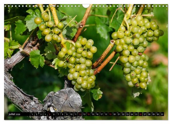 Produktbild: LE VIN (Calendrier mural 2026 DIN A3 vertical), CALVENDO calendrier mensuel
