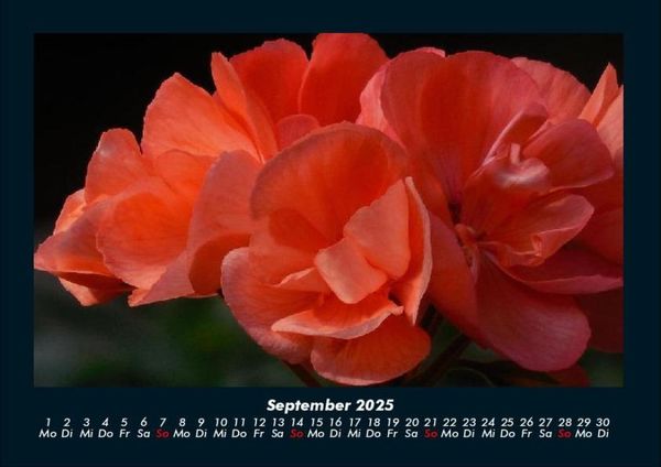 Produktbild: Blumenzauber 2025 Fotokalender DIN A4