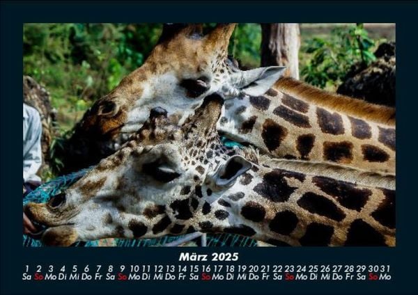 Produktbild: Giraffen 2025 Fotokalender DIN A5