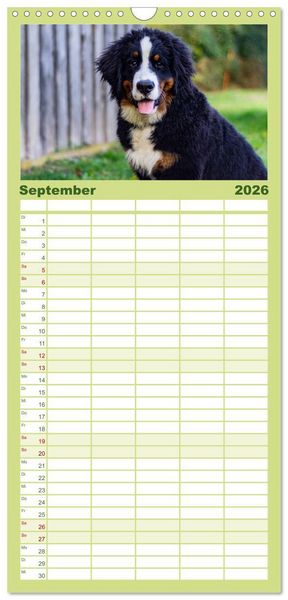 Produktbild: Familienplaner 2026 - Berner Sennenhund Welpen - Bezaubernde Pl&uuml;schb&auml;rchen mit 5 Spalten (Wandkalender, 21 x 45 cm) CALVENDO