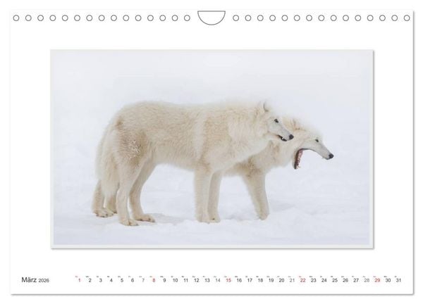Produktbild: Emotionale Momente: Polarw&ouml;lfe. / CH-Version (Wandkalender 2026 DIN A4 quer), CALVENDO Monatskalender