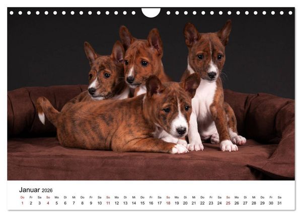 Produktbild: S&uuml;&szlig;e Basenji-Kinder (Wandkalender 2026 DIN A4 quer), CALVENDO Monatskalender