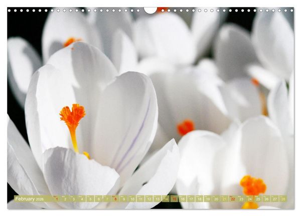 Produktbild: A Flower Festival (Wall Calendar 2026 DIN A3 landscape), CALVENDO 12 Month Wall Calendar