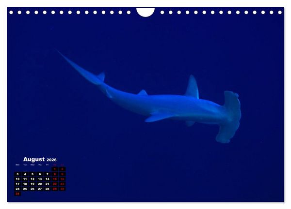 Produktbild: Magical Underwater World (Wall Calendar 2026 DIN A4 landscape), CALVENDO 12 Month Wall Calendar