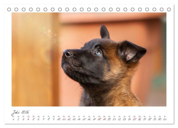 Produktbild: Mit dem Malinois durch das Jahr (Tischkalender 2026 DIN A5 quer), CALVENDO Monatskalender