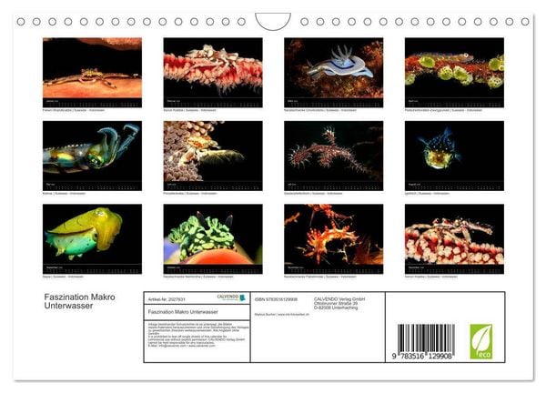 Produktbild: Faszination Makro Unterwasser (Wandkalender 2026 DIN A4 quer), CALVENDO Monatskalender