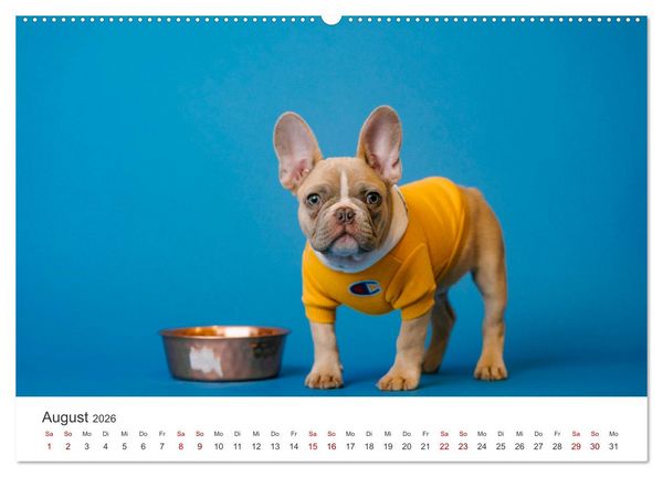 Produktbild: Die Bulldogge Henry (Wandkalender 2026 DIN A2 quer), CALVENDO Monatskalender