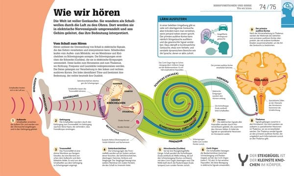 Produktbild: #dkinfografik. Das menschliche Gehirn und wie es funktioniert