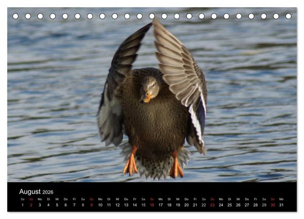 Produktbild: Duck Power (Tischkalender 2026 DIN A5 quer), CALVENDO Monatskalender