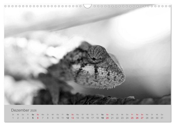 Produktbild: Die Seelen der wilden Tiere (Wandkalender 2026 DIN A3 quer), CALVENDO Monatskalender