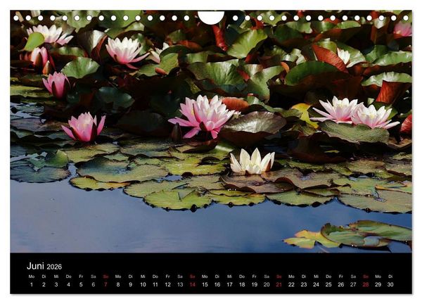 Produktbild: Wilde Bl&uuml;ten-Tr&auml;ume (Wandkalender 2026 DIN A4 quer), CALVENDO Monatskalender