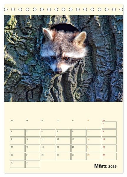 Produktbild: Drolliger Waschb&auml;r (Tischkalender 2026 DIN A5 hoch), CALVENDO Monatskalender