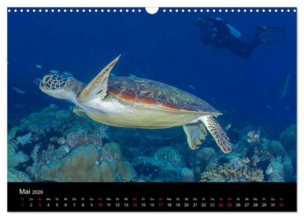 Produktbild: Faszinierendes Leben unter Wasser (Wandkalender 2026 DIN A3 quer), CALVENDO Monatskalender