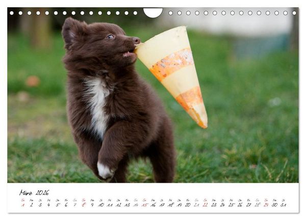 Produktbild: Aussie Welpen 2026 (Wandkalender 2026 DIN A4 quer), CALVENDO Monatskalender