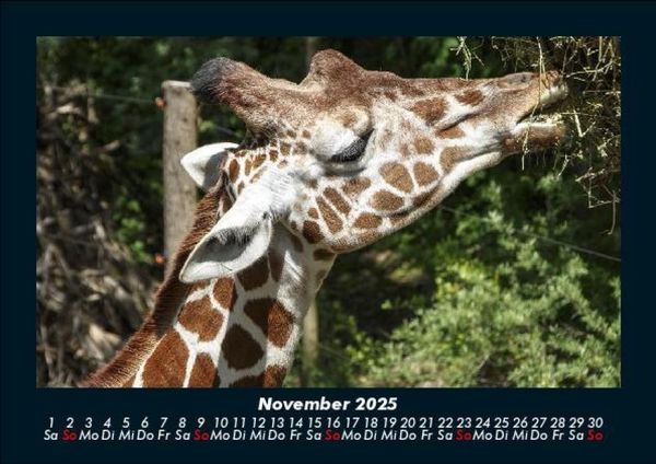 Produktbild: Giraffen 2025 Fotokalender DIN A5