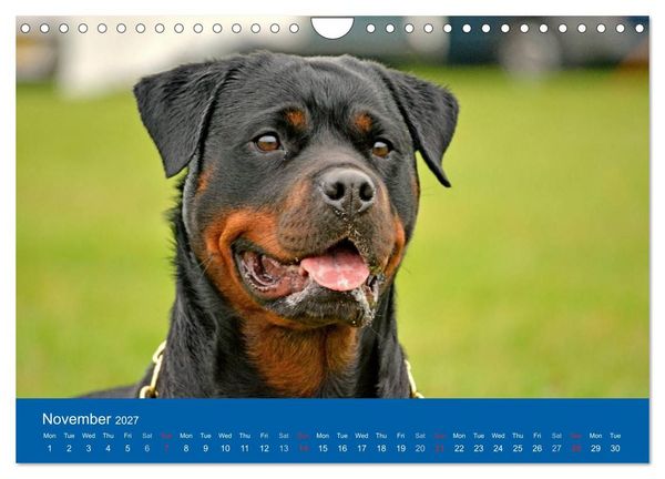 Produktbild: Rottweiler Portait Shots 2027 (Wall Calendar 2027 DIN A4 landscape), CALVENDO 12 Month Wall Calendar