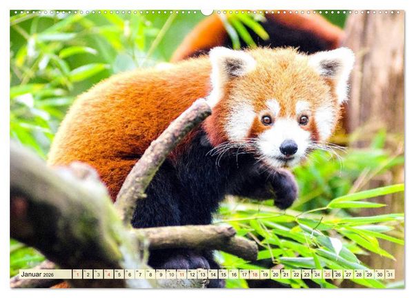 Produktbild: Roter Panda. Die superknuddeligen Katzenb&auml;ren (hochwertiger Premium Wandkalender 2026 DIN A2 quer), Kunstdruck in Hochglanz