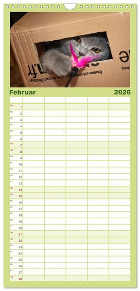 Produktbild: Familienplaner 2026 - B&auml;rige Schmusetiger - Britisch Kurzhaar mit 5 Spalten (Wandkalender, 21 x 45 cm) CALVENDO