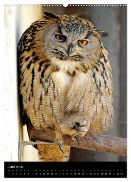 Produktbild: Scharfe Krallen, scharfe Augen, Greifv&ouml;gel und Eulen im Wildpark (hochwertiger Premium Wandkalender 2026 DIN A2 hoch), Kunstdruck in Hochglanz
