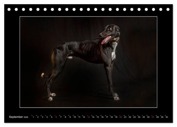 Produktbild: Windhunde - Schnelle Sch&ouml;nheiten (Tischkalender 2026 DIN A5 quer), CALVENDO Monatskalender