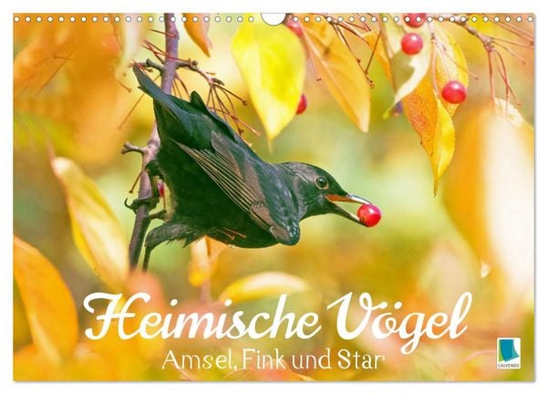 Amsel, Fink und Star: Heimische Vögel (Wandkalender 2025 DIN A3 quer), CALVENDO Monatskalender