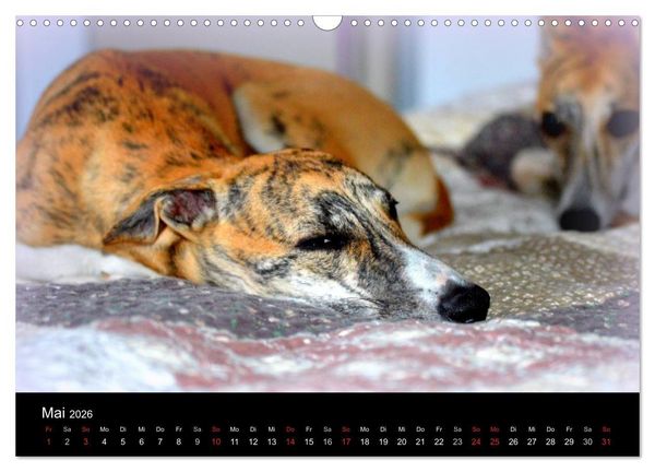 Produktbild: Whippet 2026 (Wandkalender 2026 DIN A3 quer), CALVENDO Monatskalender
