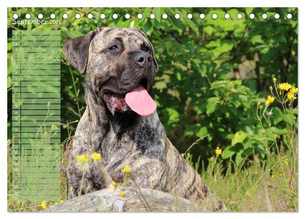 Produktbild: Dogo Canario (Tischkalender 2026 DIN A5 quer), CALVENDO Monatskalender