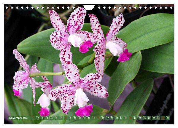 Produktbild: Orchid - A Flower Wonder (Wall Calendar 2026 DIN A4 landscape), CALVENDO 12 Month Wall Calendar
