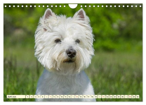 Produktbild: Kobold auf 4 Pfoten - West Highland White Terrier (Wandkalender 2026 DIN A4 quer), CALVENDO Monatskalender