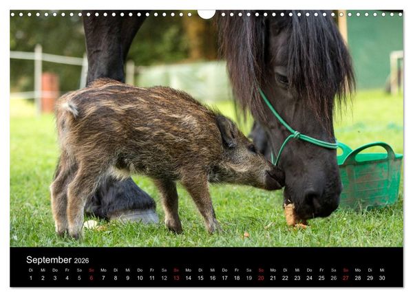 Produktbild: Kleine Schweinereien (Wandkalender 2026 DIN A3 quer), CALVENDO Monatskalender