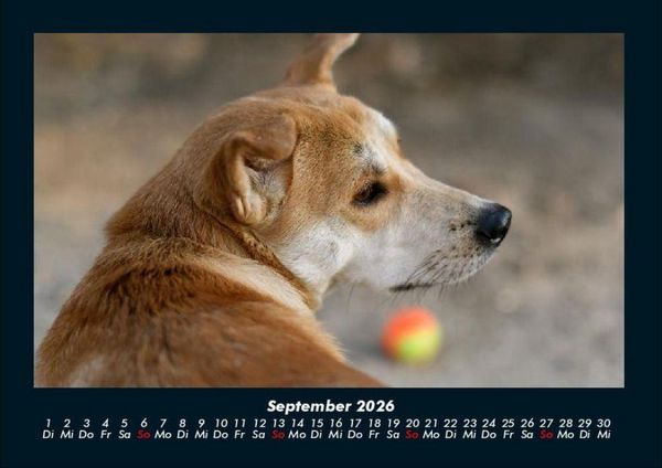 Produktbild: Der Hundekalender 2026 Fotokalender DIN A4