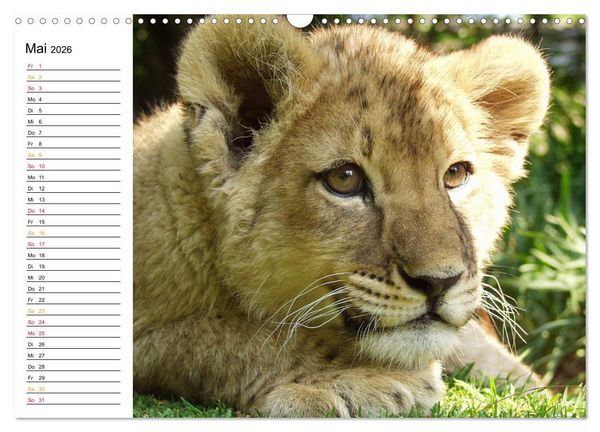 Produktbild: LION KING SELFIES L&ouml;wen hautnah (Wandkalender 2026 DIN A3 quer), CALVENDO Monatskalender