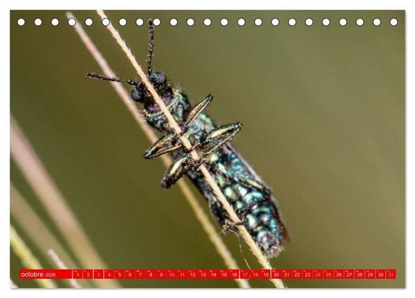 Produktbild: Les gardiens des &eacute;cosyst&egrave;mes (Calendrier de bureau 2026 DIN A5 vertical), CALVENDO calendrier mensuel